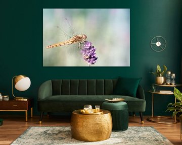 Libelle op lavendel van Kim van Dijk