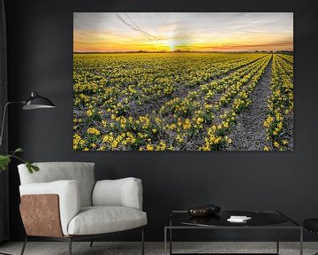 Jonquilles sur Texel pendant un coucher de soleil / Narcisses sur Texel pendant un coucher de soleil sur Justin Sinner Pictures ( Fotograaf op Texel)