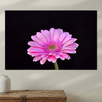 Gerbera
