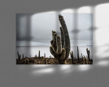 Cactus in Salar de Uyuni von Arno Maetens