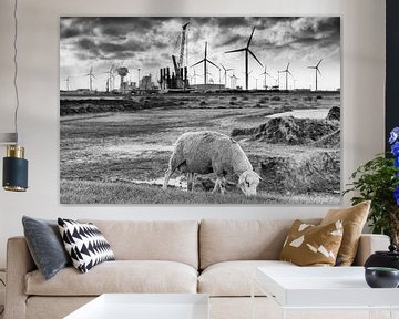 Sheep on the dike near the Eemshaven (black and white) by Evert Jan Luchies