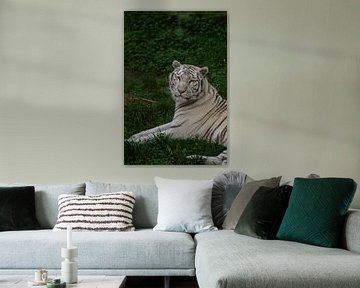 Witte tijger van Jeantina Lensen-Jansen