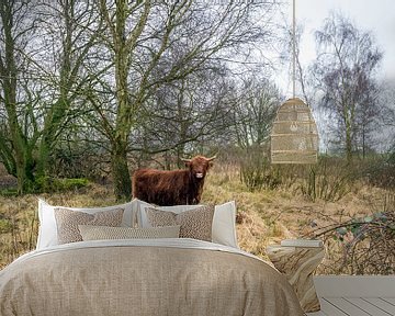 Schotse Hooglander in een natuurgebied van Ruud Morijn