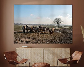 Konikpaarden in de Brabantse Biesbosch van Ruud Morijn