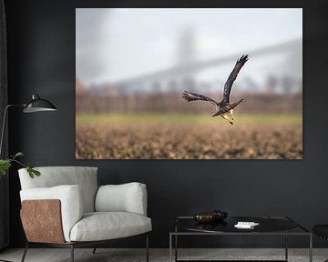 un oiseau de proie s'envole