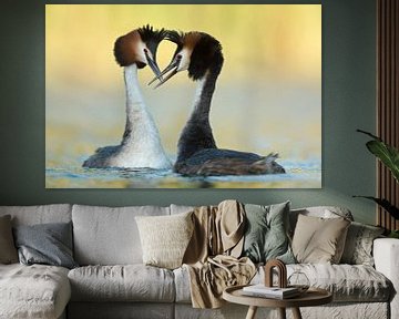 Great Crested Grebes in love 