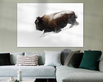 American Bison, running bull in deep powder snow