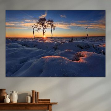 Der verbrannte Wald in der Morgendämmerung.