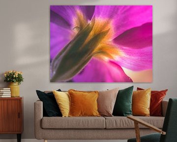Fleur / pétales / nature / lumière / vert / rose / violet / jaune / blanc / gros plan macro sur Art By Dominic