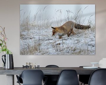 Red Fox hunting in snow van wunderbare Erde