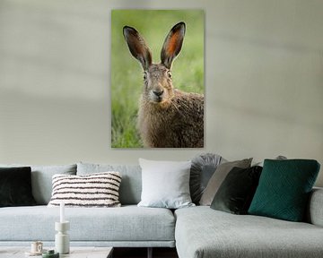 Hare watching surprised, funny close up sur wunderbare Erde