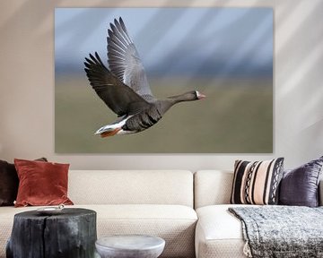 White-fronted Goose * Anser albifrons * in flight sur wunderbare Erde