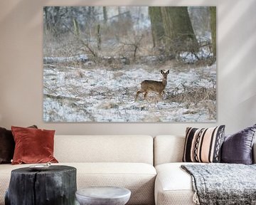 Roe Deer * Capreolus capreolus *, buck in winter, van wunderbare Erde