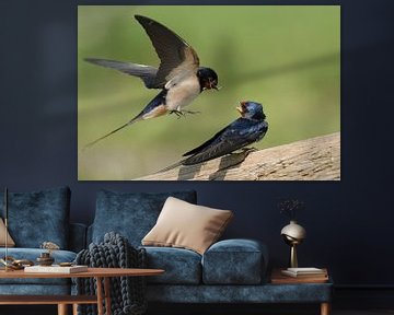 Barn Swallows * Hirundo rustica * courting by wunderbare Erde