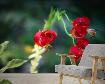 Lilium chalcedonicum by Konstantinos Lagos