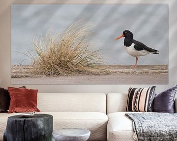 Oystercatcher on the quay