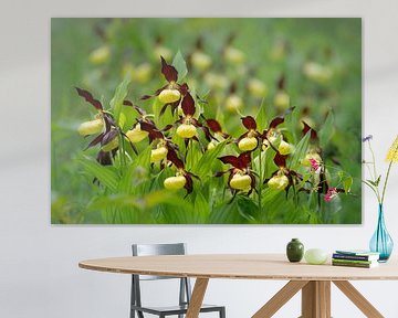 Lady's slipper orchid in full bloom by Ron Poot