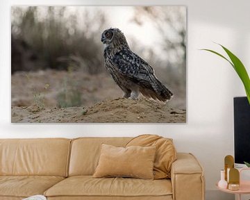 Eagle Owl  * Bubo bubo *,  wildlife van wunderbare Erde