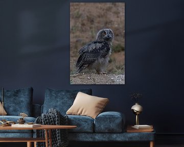 Eagle Owl  * Bubo bubo *,  young chick, wildlife van wunderbare Erde