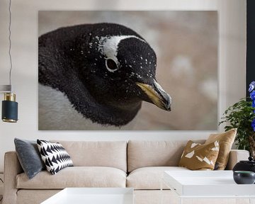 Gentoo penguin van Danielle Martina