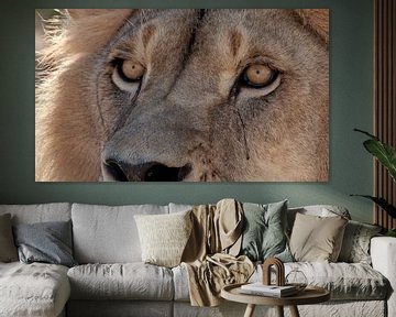Der furchtlose Löwe von Südafrika von Stef Kuipers