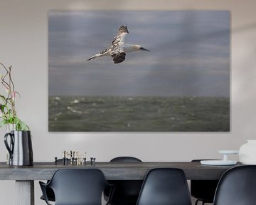 Vliegende jonge Jan-van-Gent boven zee van Marcel Klootwijk