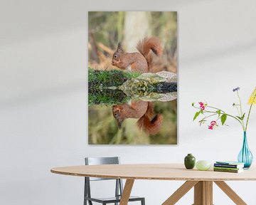Eekhoorn gespiegeld in vijver by Annemieke Klijn
