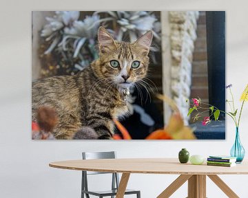 cat lucky