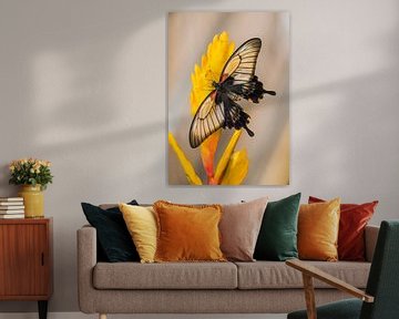 Papilio memnon agenor von Willem  Bentink