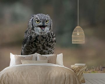 so funny... Great Horned Owl / Tiger Owl * Bubo virginianus * by wunderbare Erde