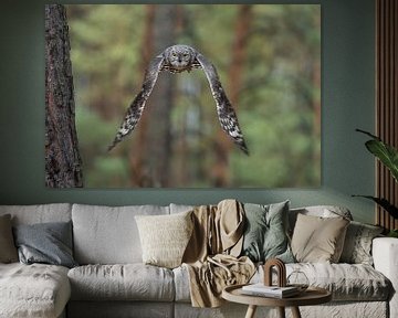Great Horned Owl / Tiger Owl * Bubo virginianus * van wunderbare Erde