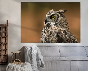 Great Horned Owl / Tiger Owl * Bubo virginianus *, headshot by wunderbare Erde