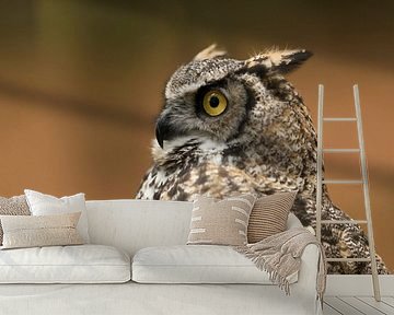 Great Horned Owl / Tiger Owl * Bubo virginianus *, headshot by wunderbare Erde