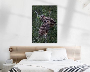 2 Owls... Eurasian Eagle Owl * Bubo bubo * van wunderbare Erde