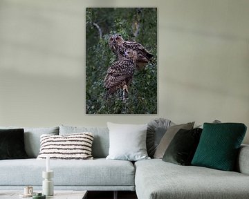 2 Owls... Eurasian Eagle Owl * Bubo bubo * van wunderbare Erde