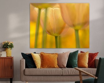 Tulpe (Pastellton)