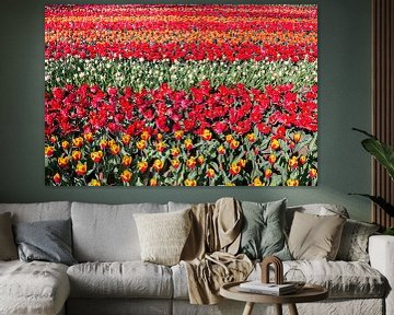 Bloemenveld met rijen rode tulpen van Ben Schonewille
