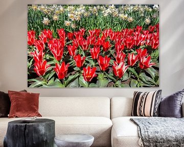 Flower field with red tulips and white daffodils in Keukenhof Holland by Ben Schonewille