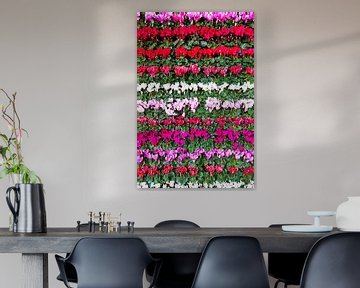 Diverse kleuren bloemen Cyclamen in rijen van Ben Schonewille