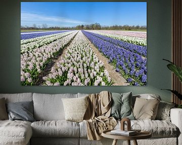 Field of flowers with blue and white hyacinths in Holland sur Ben Schonewille