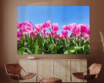 Roze tulpen met blauwe lucht in Holland van Ben Schonewille