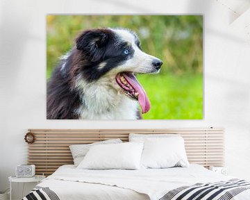 Close up kop border collie hond in natuur