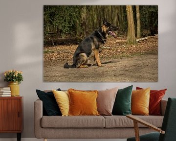 German sheppard sur Coosje Wennekes