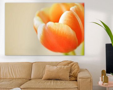 Orange tulip by Manon Sloetjes