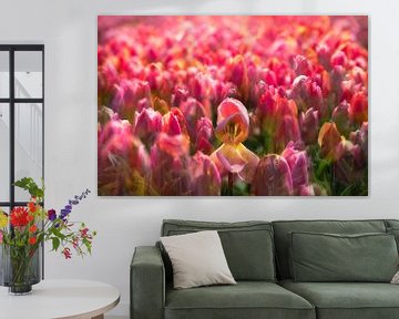 Tulpen uit Amsterdam van Dennisart Fotografie