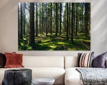 zonlicht door prachtig bos
