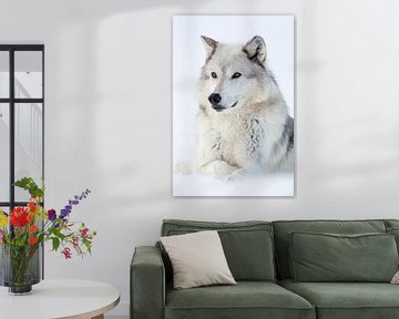 een wolf... Timberwolf * Canis lupus lycaon * in de sneeuw van wunderbare Erde