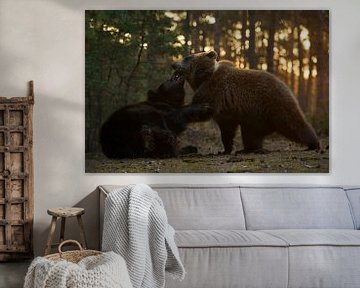 Eurasian Brown Bears * Ursus arctos * fighting in backlit by wunderbare Erde