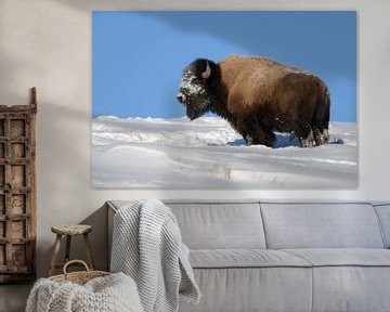 Amerikanischer Bison * Bison bison * im Schnee von wunderbare Erde