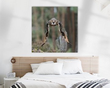 Eagle Pwl in flight... Indian Eagle-Owl / Rock Eagle-Owl * Bubo bengalensis * van wunderbare Erde